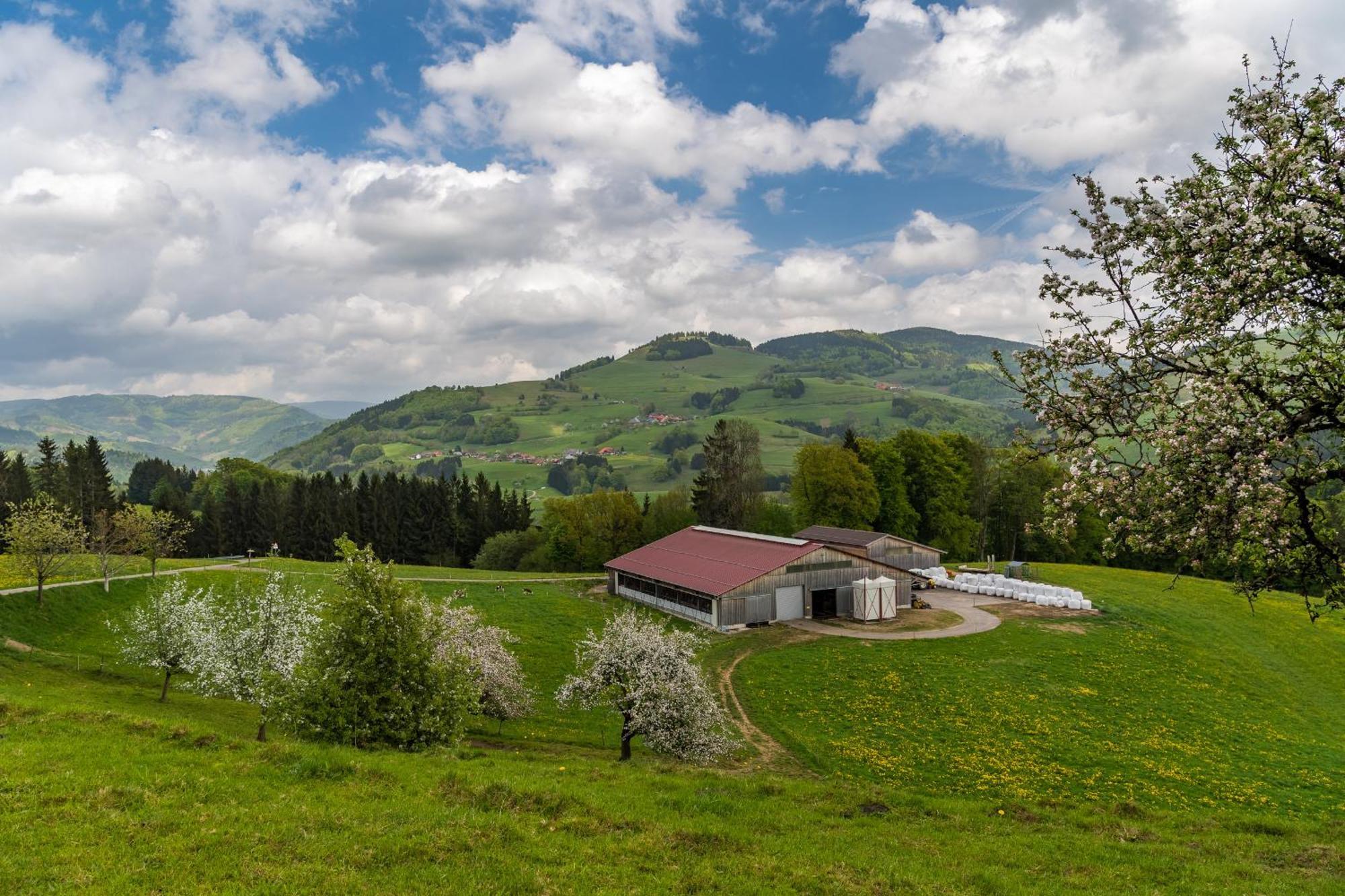 Appartamento Schwarzwaldliebe Frohnd Esterno foto