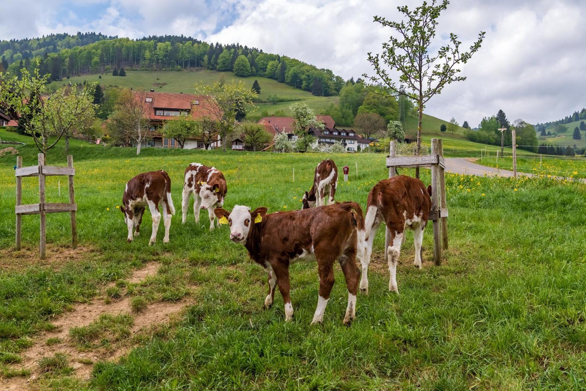 Appartamento Schwarzwaldliebe Frohnd Esterno foto